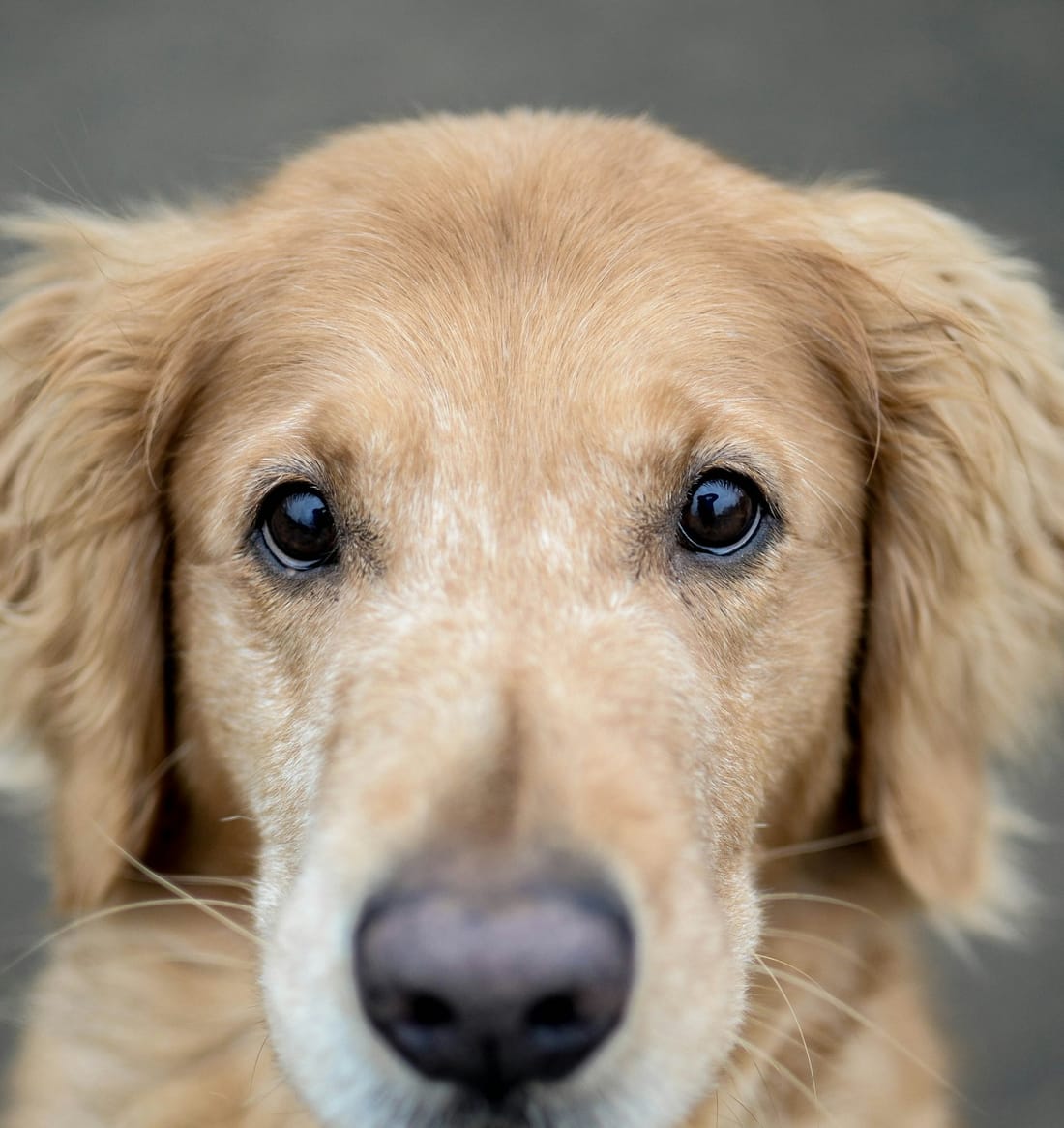 A companion animal being cared for through RIAVET's specialist workflow